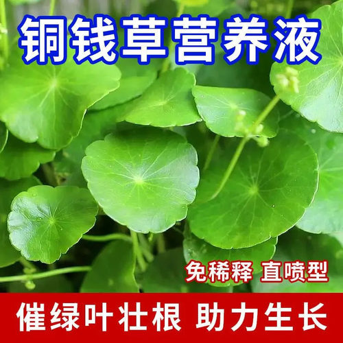 【一喷疯长】铜钱草营养液去黄叶枯萎促生长水培铜钱草肥料免稀释