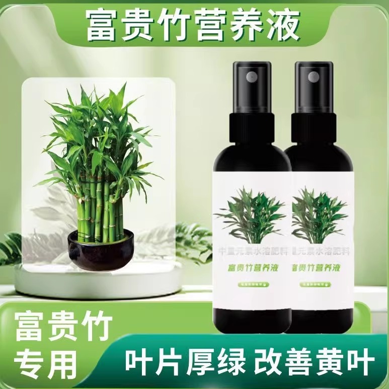 富贵竹营养液发财竹观音竹水培