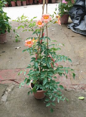 凌霄花苗爬藤植物盆栽花卉阳台庭院攀援绿植耐寒T四季开花带根发
