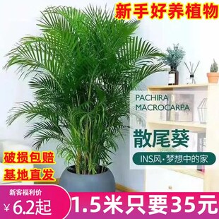 散尾葵盆栽绿植花卉凤尾竹室内客厅大型植物夏威夷富贵椰竹子盆栽