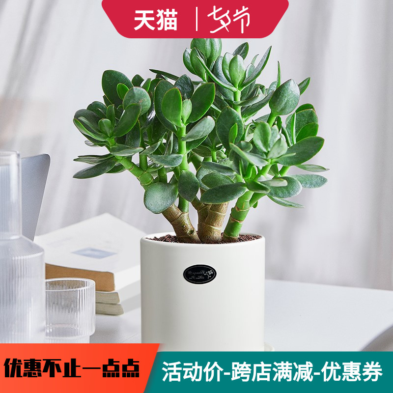 老桩玉树多肉植物盆栽室内好养大株稀有品种四季常绿净化空气绿植