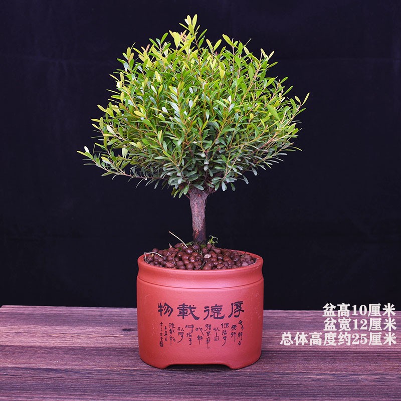 小叶赤楠盆景金丝楠红杨黄杨盆栽四季常绿阳台植物