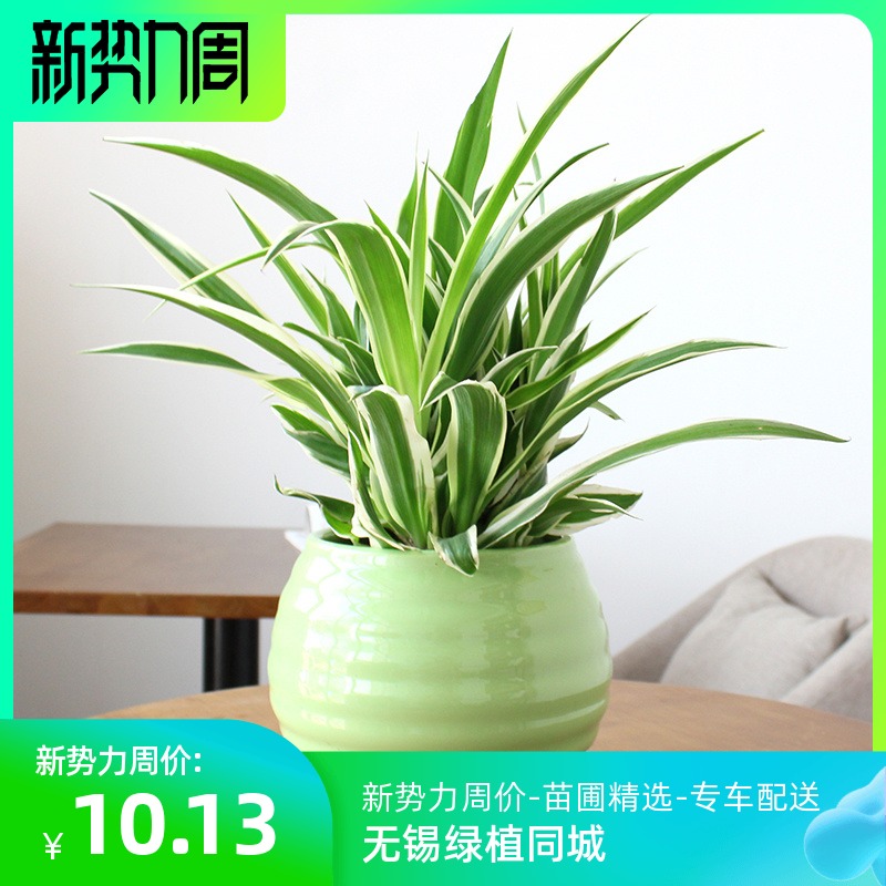 吸甲醛净化空气金心边吊兰易活四季植物办公桌室内好养无锡盆景