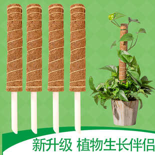 大叶绿萝植物攀爬棕柱椰棕棒龟背竹支撑杆攀爬架海芋支柱棕榈苔藓