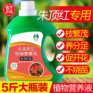 朱顶红专用肥营养液植物风信子郁金香种球植物通用家用盆栽液体肥