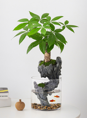 发财树苔藓创意微景观生态瓶鱼缸室内办公桌面盆栽绿植好养送礼物