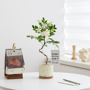 七里香盆栽带花苞办公室室内绿植花卉植物四季常青好养活净化空气