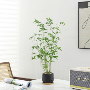 小叶米竹盆栽客厅室内桌面好养花卉净化空气植物观音竹凤尾竹绿植