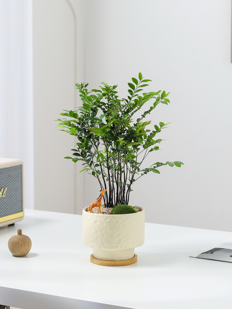 丛林小叶紫檀盆景办公室内桌面花卉盆栽植物绿植好养活四季常青