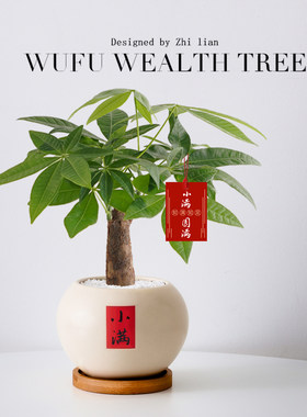 发财树小盆栽植物室内客厅绿植