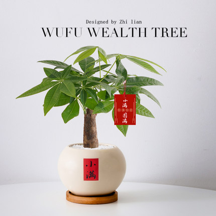 发财树小盆栽四季植物室内客厅中式禅意招财树绿植办公室桌面盆景