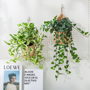 常春藤盆栽植物室内客厅雪莹好养绿植懒人办公室编织挂件花卉盆景