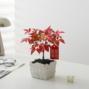 火焰南天竹盆栽室内客厅植物办公室桌面摆件净化空气绿植花卉盆景