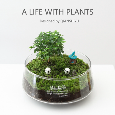 达摩九里香微景观生态瓶绿植