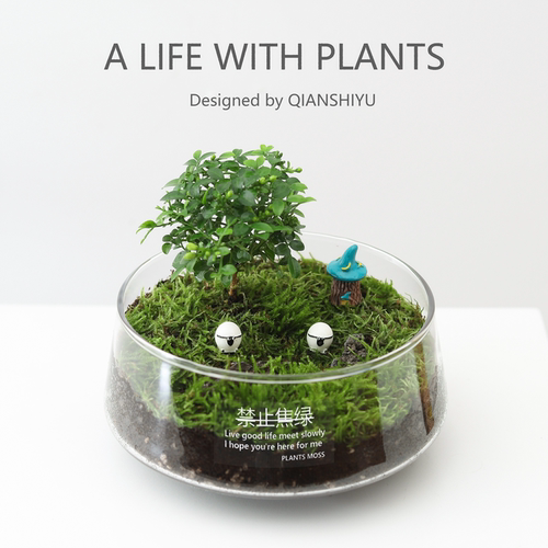 达摩九里香微景观生态瓶绿植