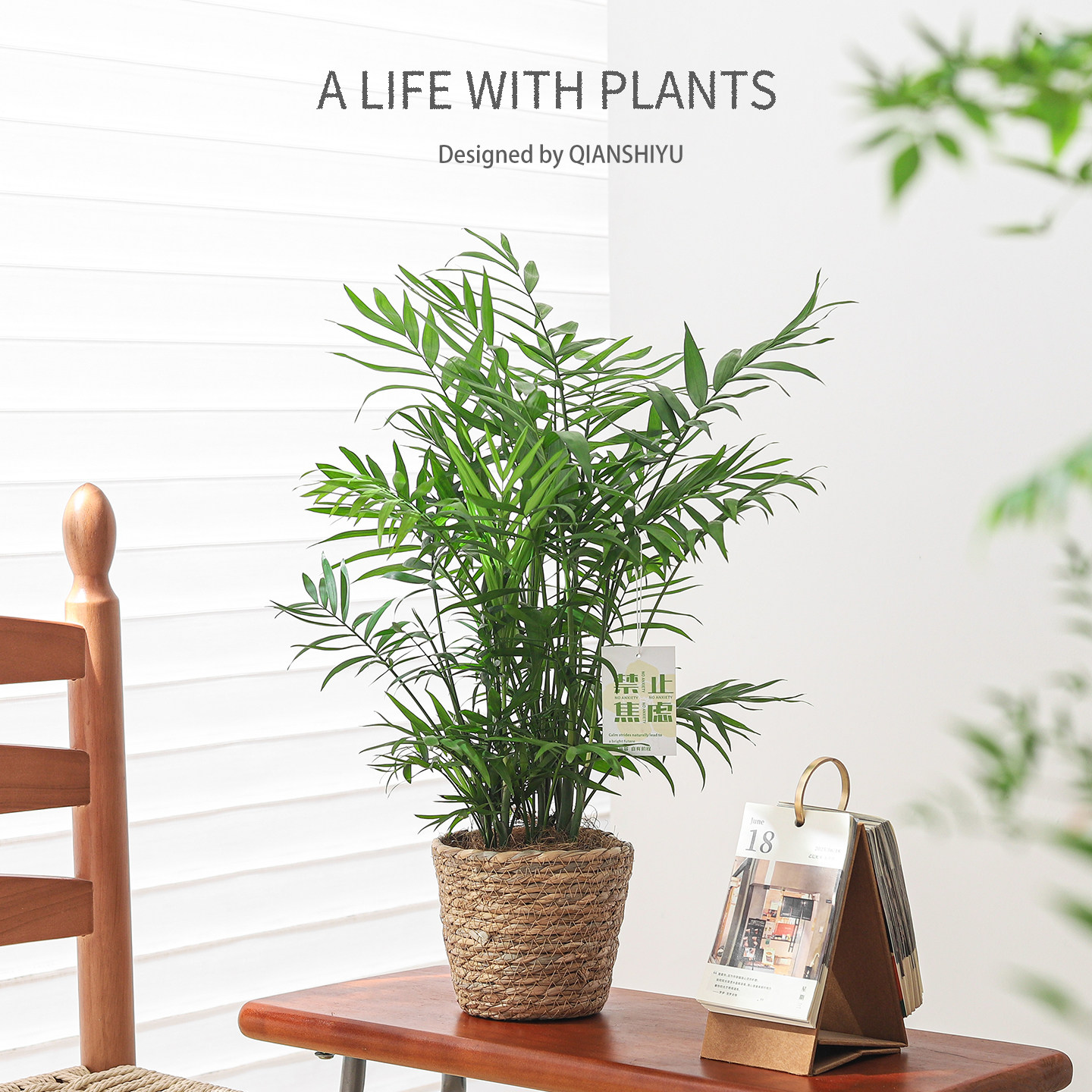 袖珍椰子盆栽室内客厅绿植四季常青办公室内桌面净化空气植物盆景