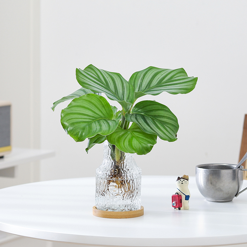 青苹果竹芋盆栽懒人水培植物