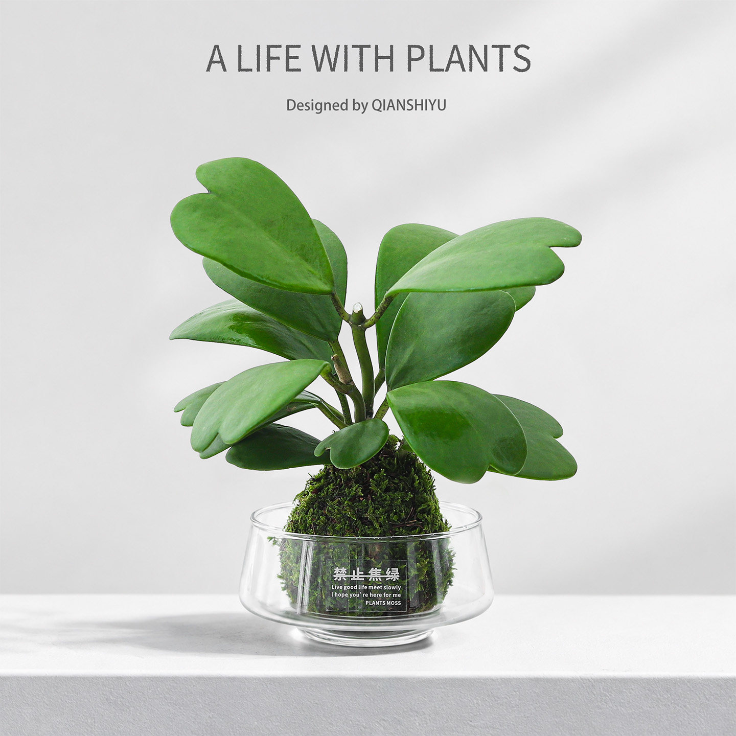 心叶球兰水培植物室内盆栽苔藓球工位桌面多肉绿植懒人好养活花卉
