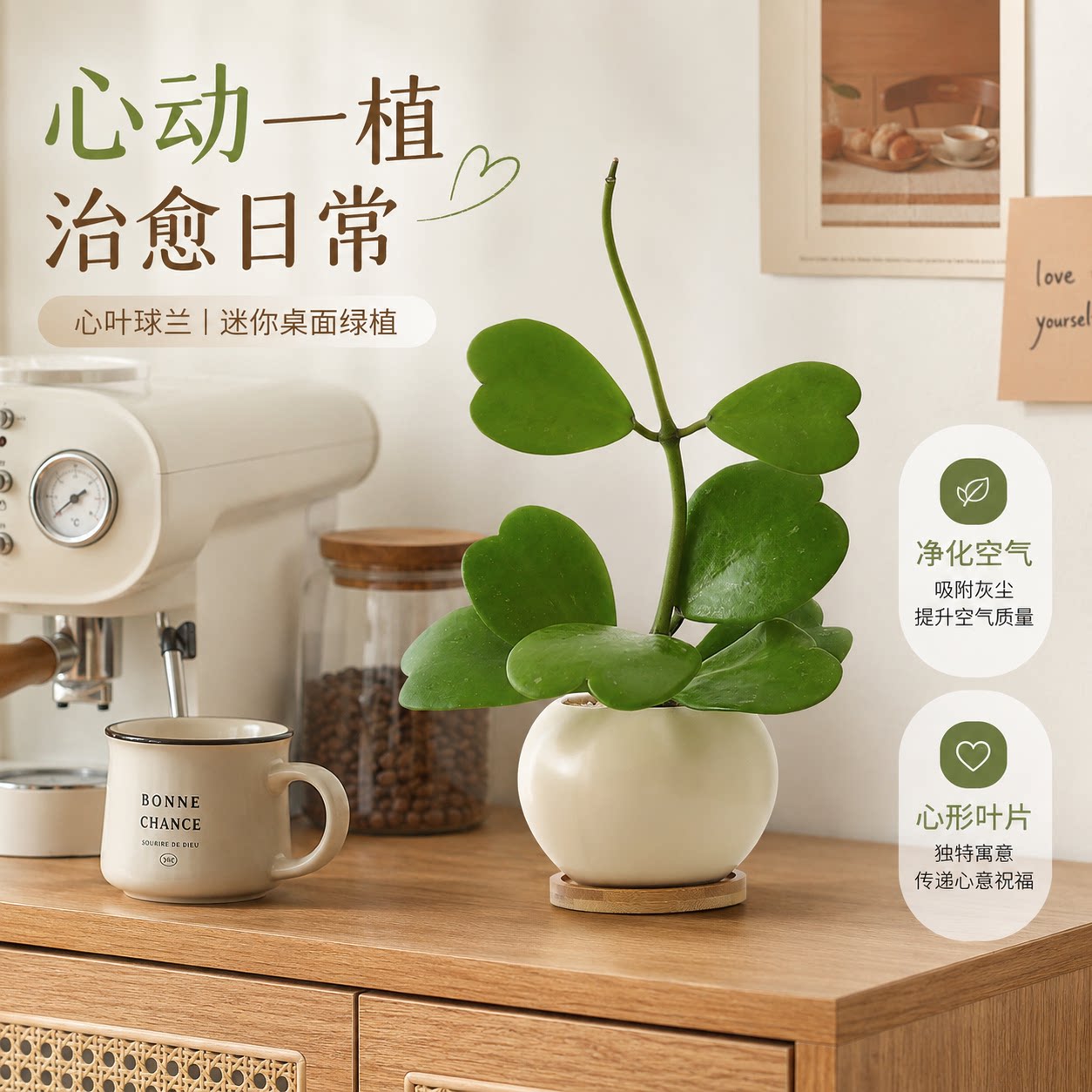 心形心叶球兰，藏满温柔治愈人心图片