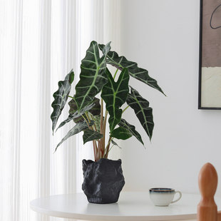 大仙女海芋盆栽植物懒人好养绿植办公室内客厅好养中古风工位盆景