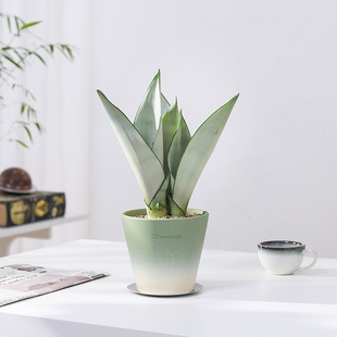白玉虎皮蘭盆栽室內客廳凈化空氣綠植花卉辦公室桌面耐陰好養植物
