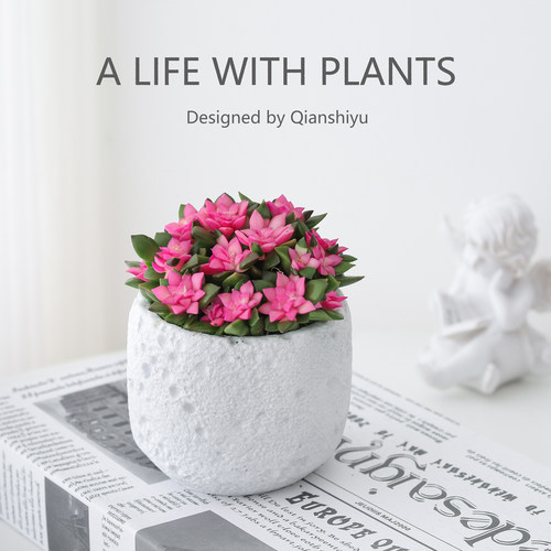 吹雪之松多肉植物粉色肉肉