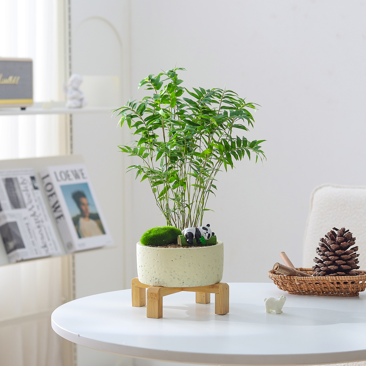 米竹盆栽室内绿植净化空气