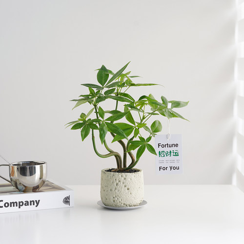 招财运发财树办公室耐阴易活盆栽