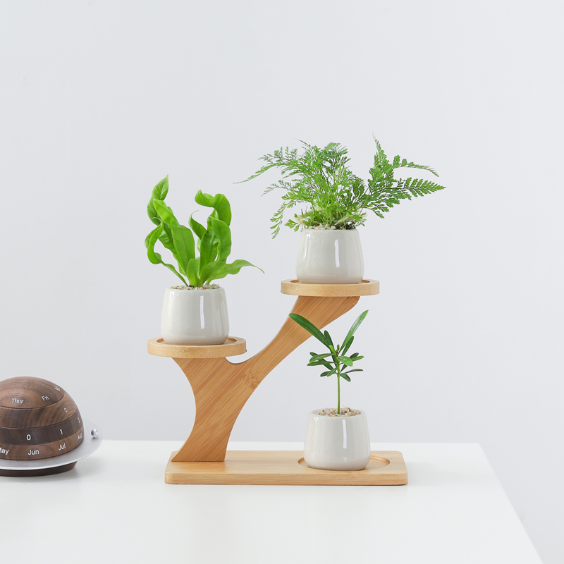 鸟巢蕨盆栽室内桌面客厅花架摆件四季常青好养花卉迷你小绿植盆景
