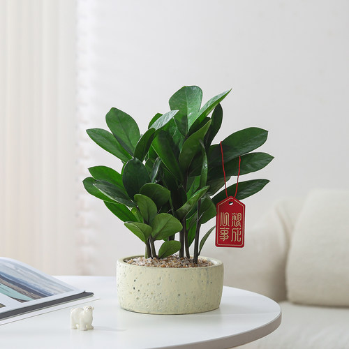 小盼菩提盆栽文竹室内绿植