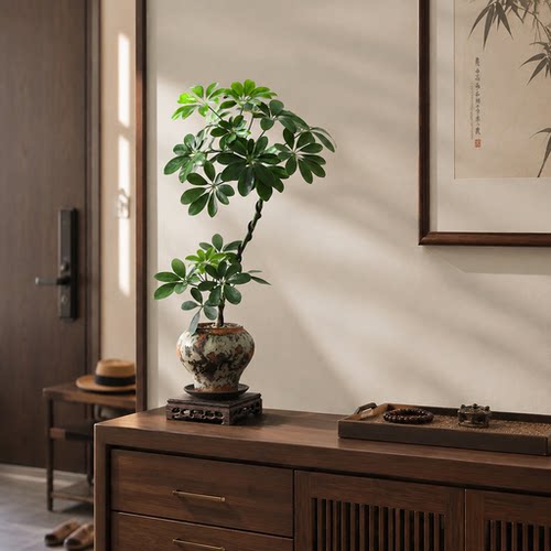 耐阴好养鸭脚木，中式造型盆栽