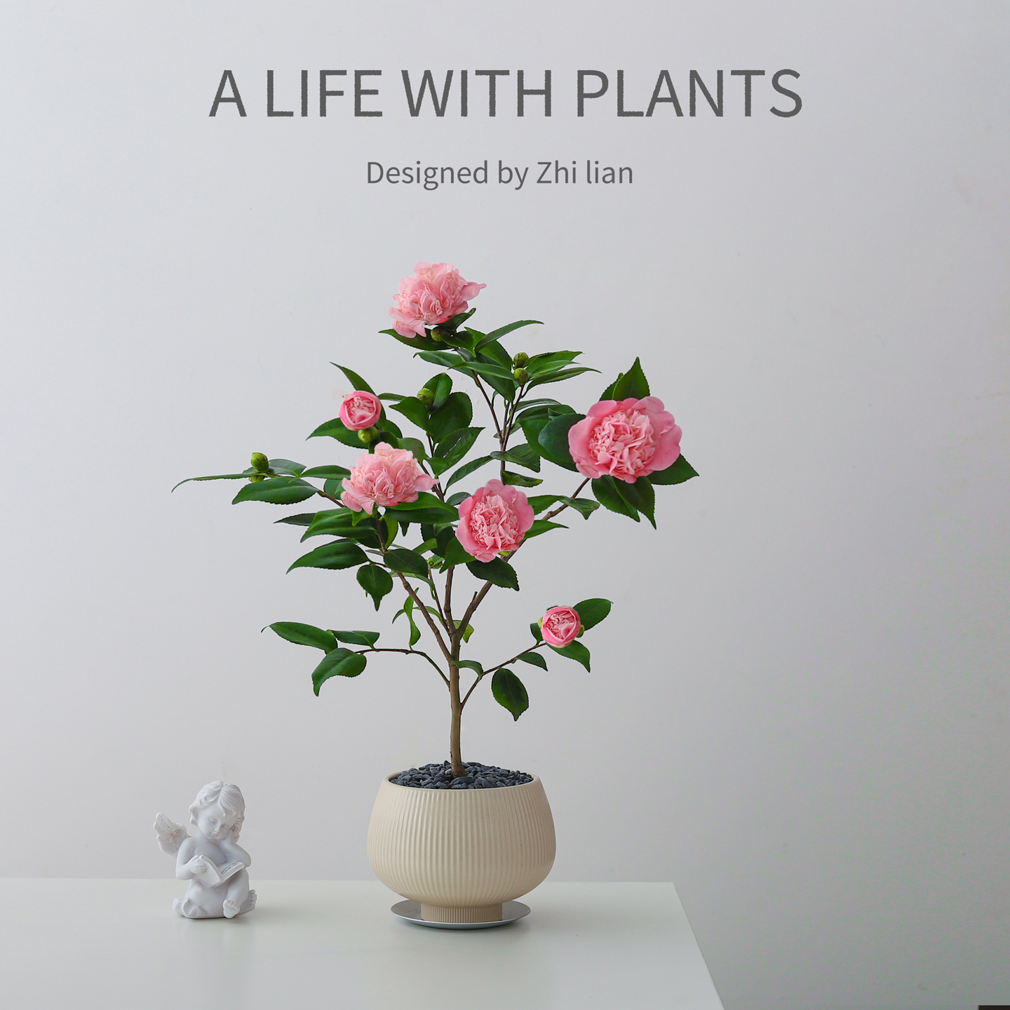 醉香茶花盆栽室内植物绿植