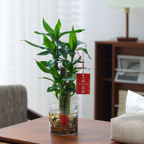 富贵竹盆栽客厅办公室水培绿植