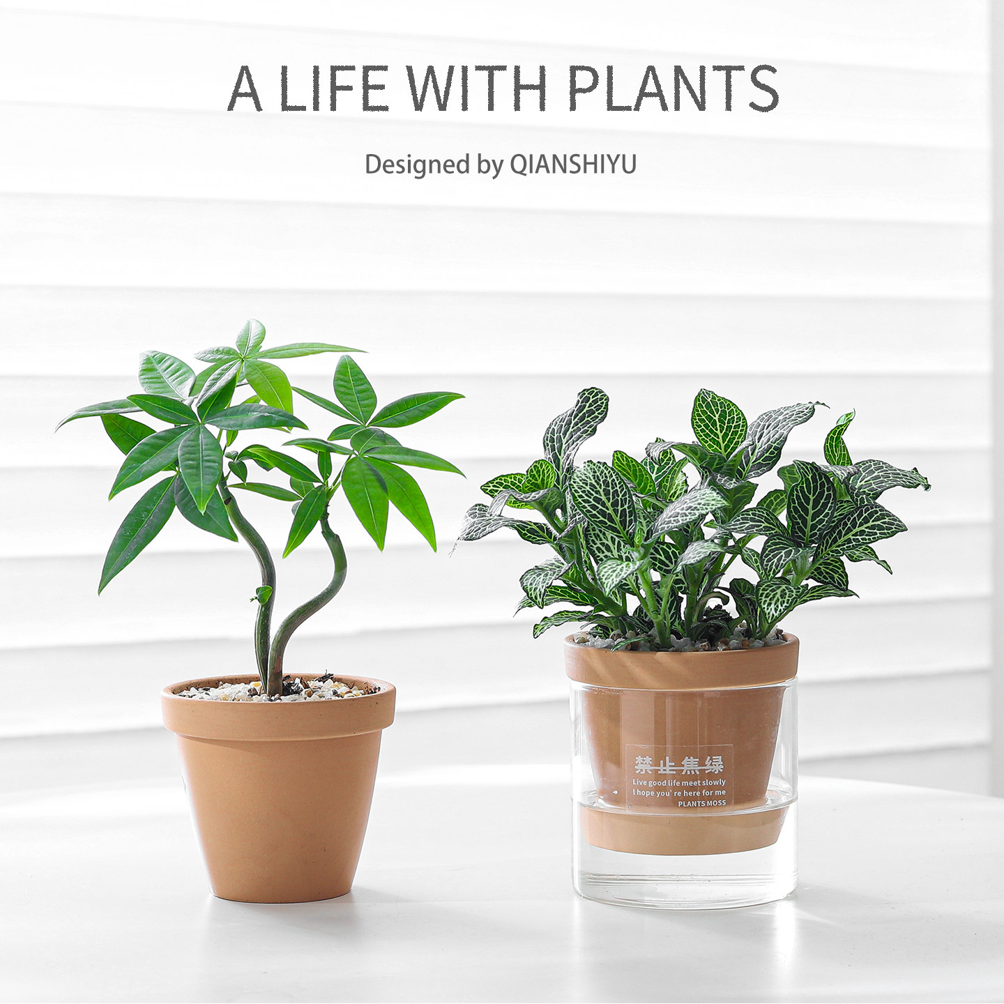 造型发财树盆栽室内桌面绿植自吸水培植物网纹草组合耐阴好养盆景