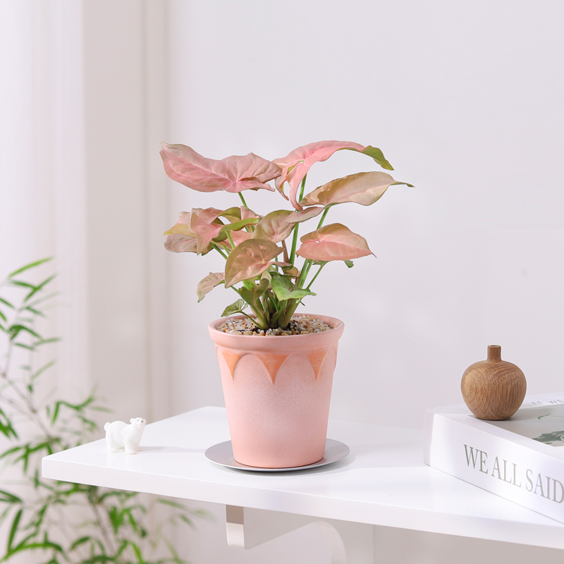 红粉佳人好养植物盆景