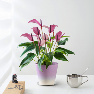 紫掌齐祖盆栽带花苞一帆风顺客厅办公室桌面好养室内开花绿植花卉