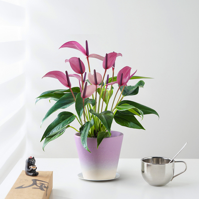 紫掌齐祖盆栽带花苞绿植