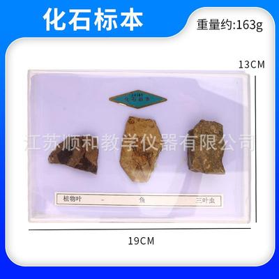 化石标本小学四年级科学实验自然地理地质矿石科普展示