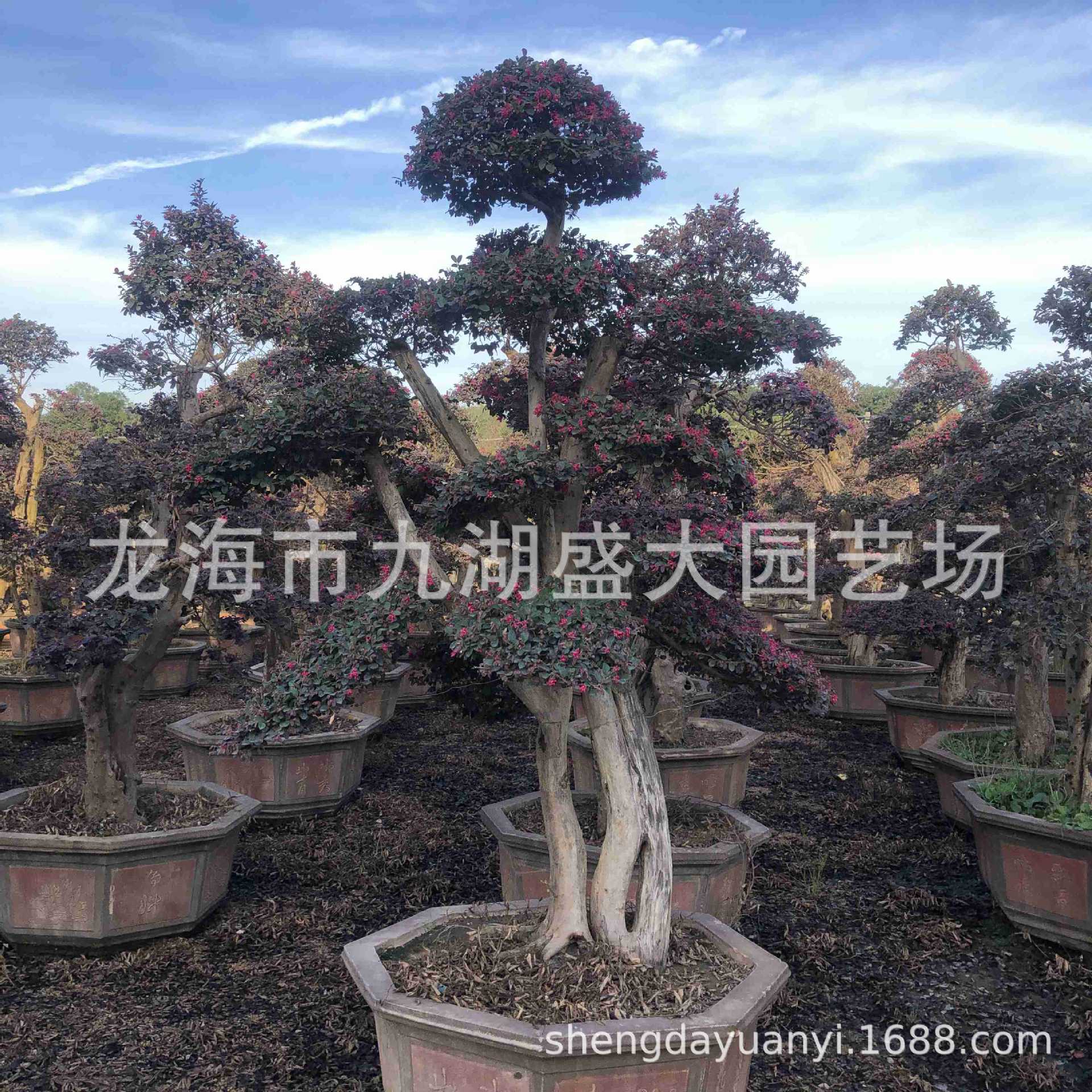 红花继木树桩价格 福建红花继木树桩 造型红花继木桩盆景
