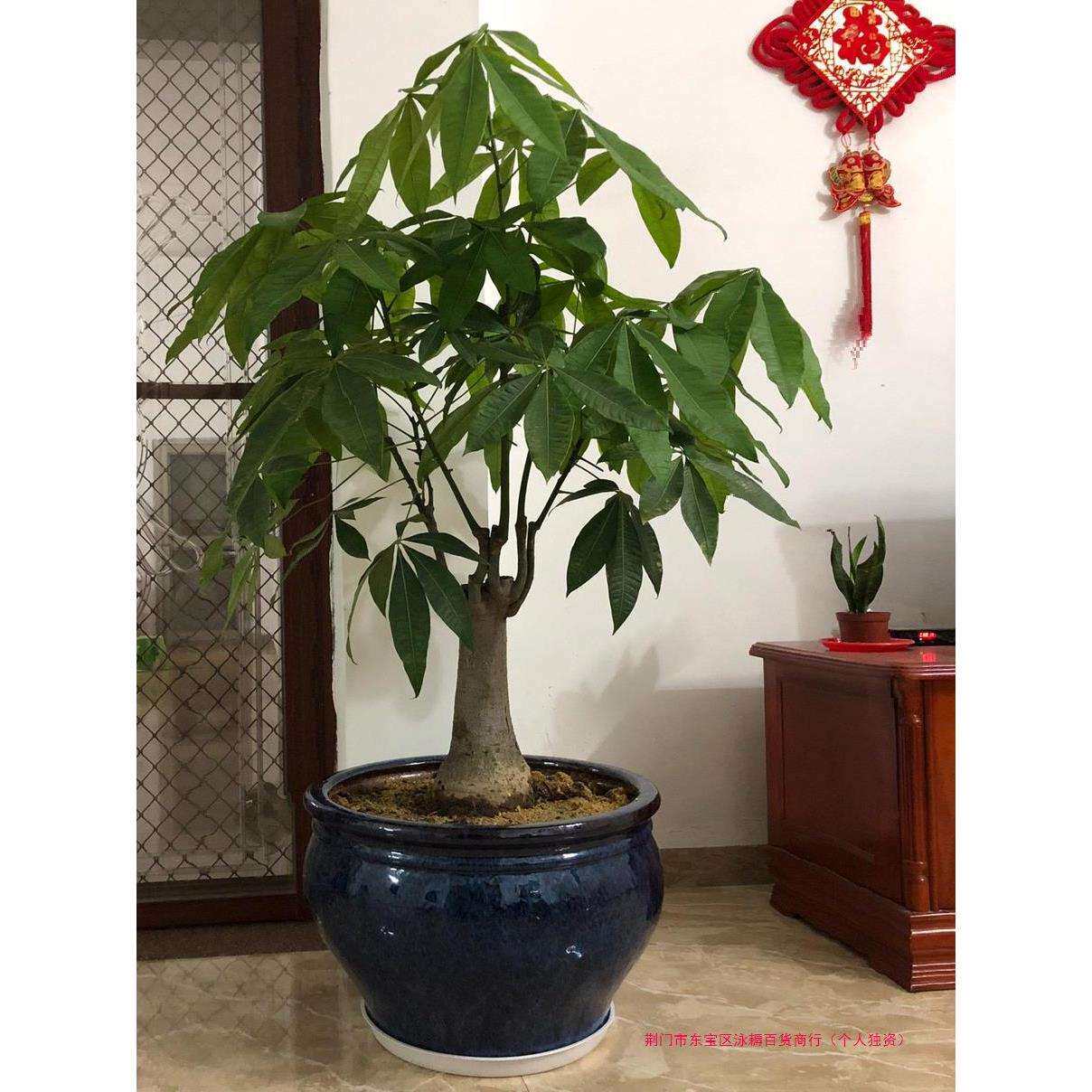 发财树花盆陶瓷创意大号特大号种树个性客厅落地大口径花直销