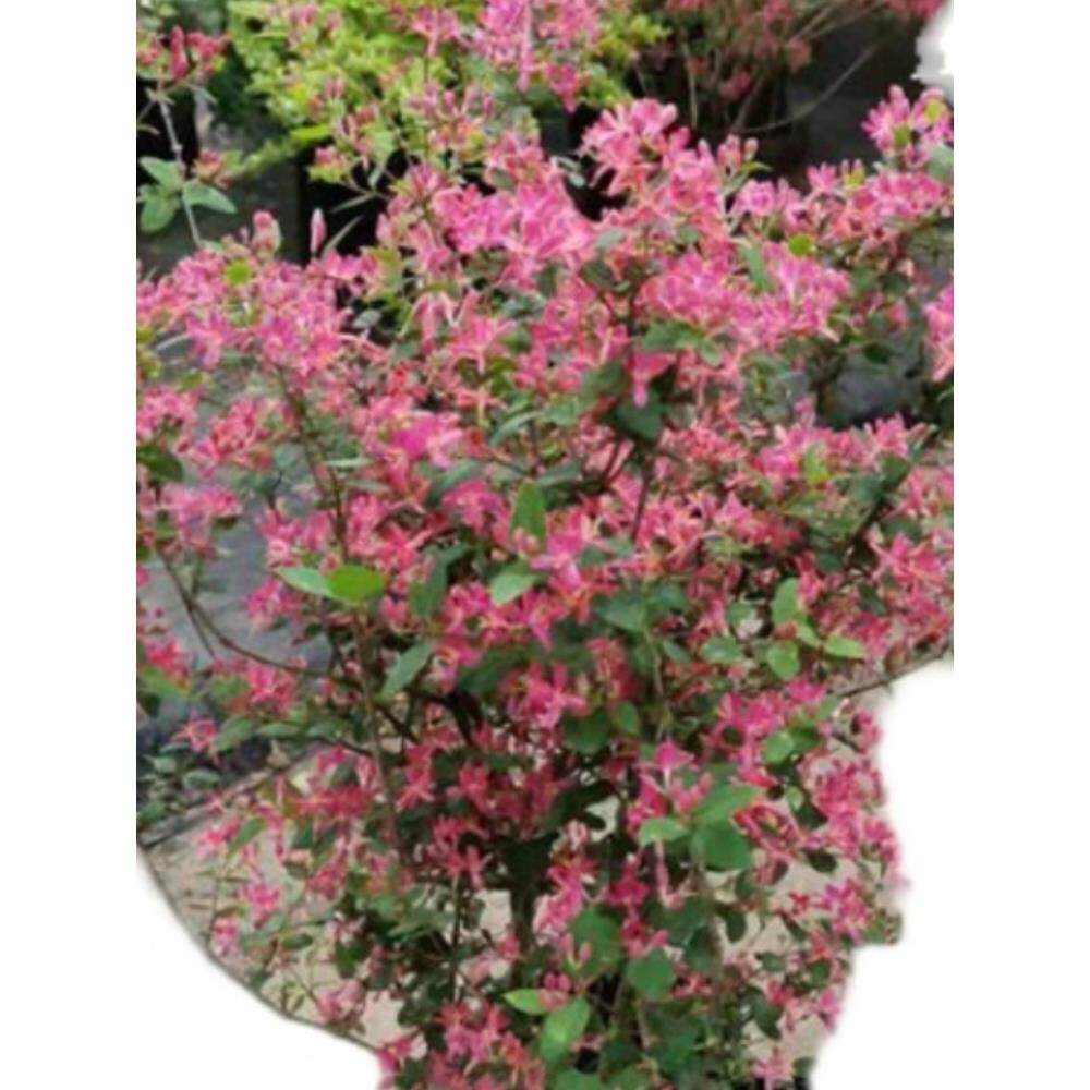 蓝叶忍冬盆栽多年绿生now台灌常木耐寒耐热四季玫瑰忍冬阳庭院花