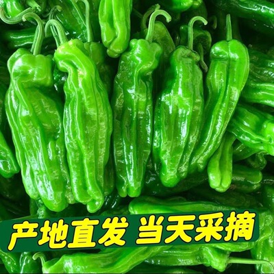 新鲜薄皮椒现摘现发农家自种蔬菜高山种植青椒