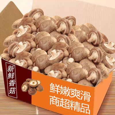 新鲜香菇5斤整箱包邮力荐