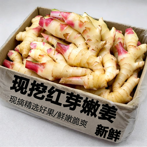 正宗新鲜食用嫩姜芽现挖当季