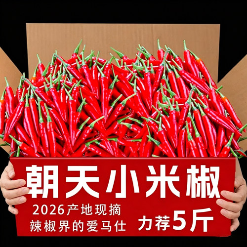 新鲜小米辣椒力荐整箱包邮