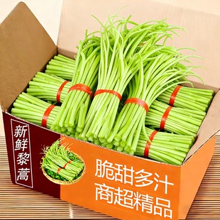 新鲜芦蒿当季蔬菜净菜去叶农家黎蒿篱蒿藜蒿嫩泥蒿蓠蒿漓篙离蒿苔