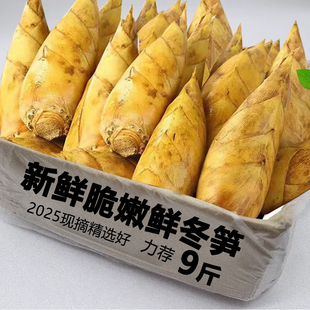 冬笋应季精选脆嫩冬笋新鲜现挖清甜可口鲜笋农家腌笃鲜当季精选