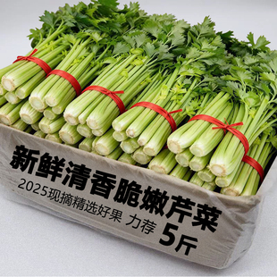 山东西芹带叶西芹菜水果榨汁西芹蔬菜新鲜现摘芹菜香芹农家种植