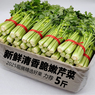 山东芹菜整箱包邮力荐