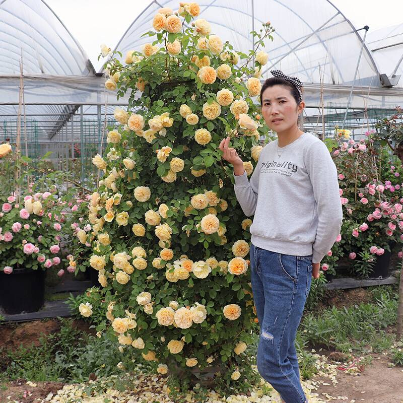 欧月藤本月季蔷薇花苗特大花浓香四季开花盆栽爬藤植物庭院花卉